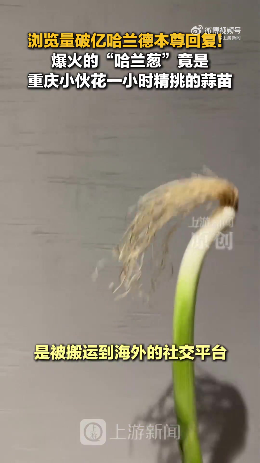 1亿播放量!重庆球迷蒜苗cos哈兰德遭搬运,原作者维权